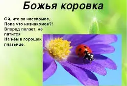 Полезная божья коровка